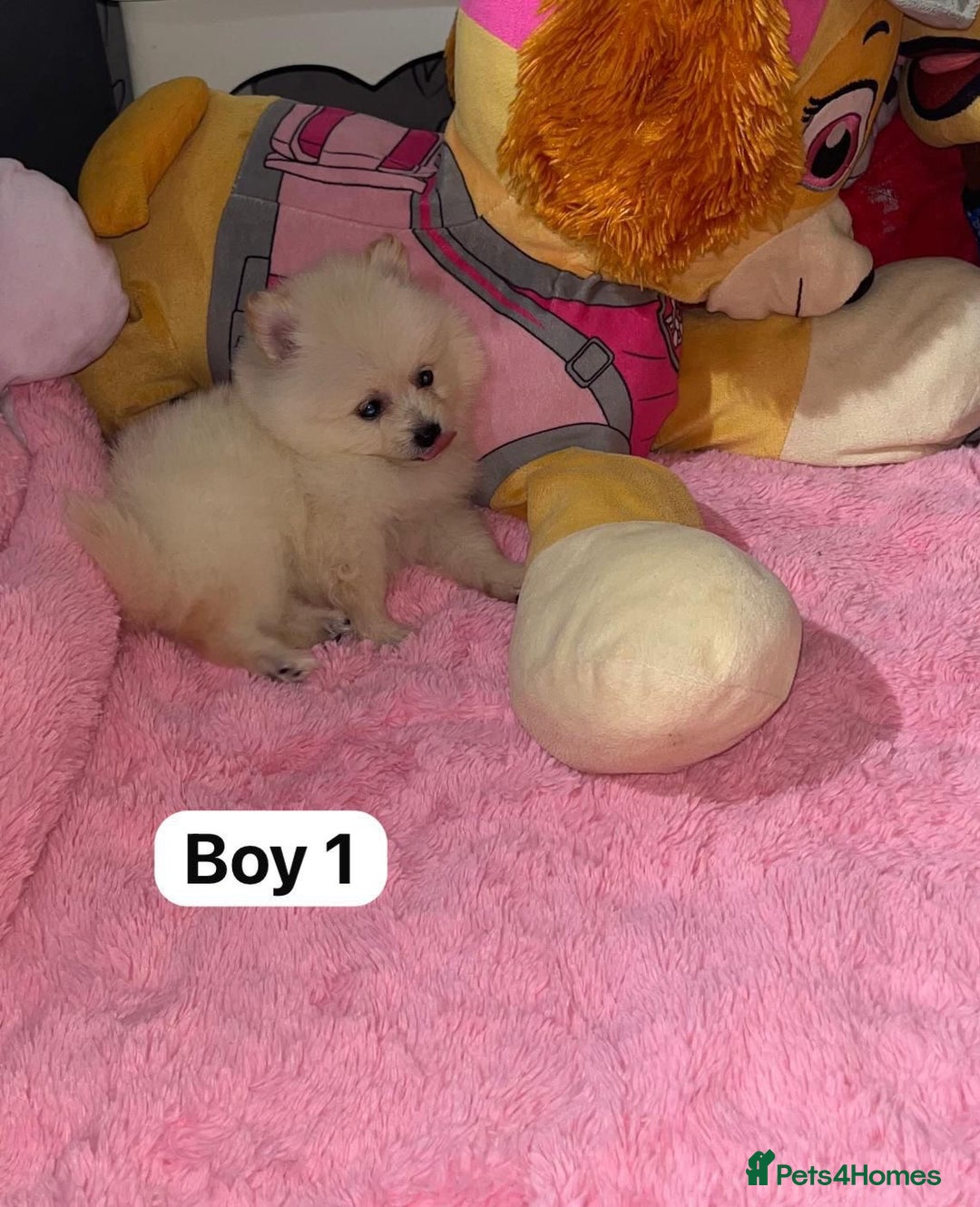 Pomeranian dogs for sale: Beautiful Pomeranian puppy’s  - Image 4
