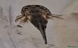 Axolotl reptiles for sale: Axolotls  - Image 6