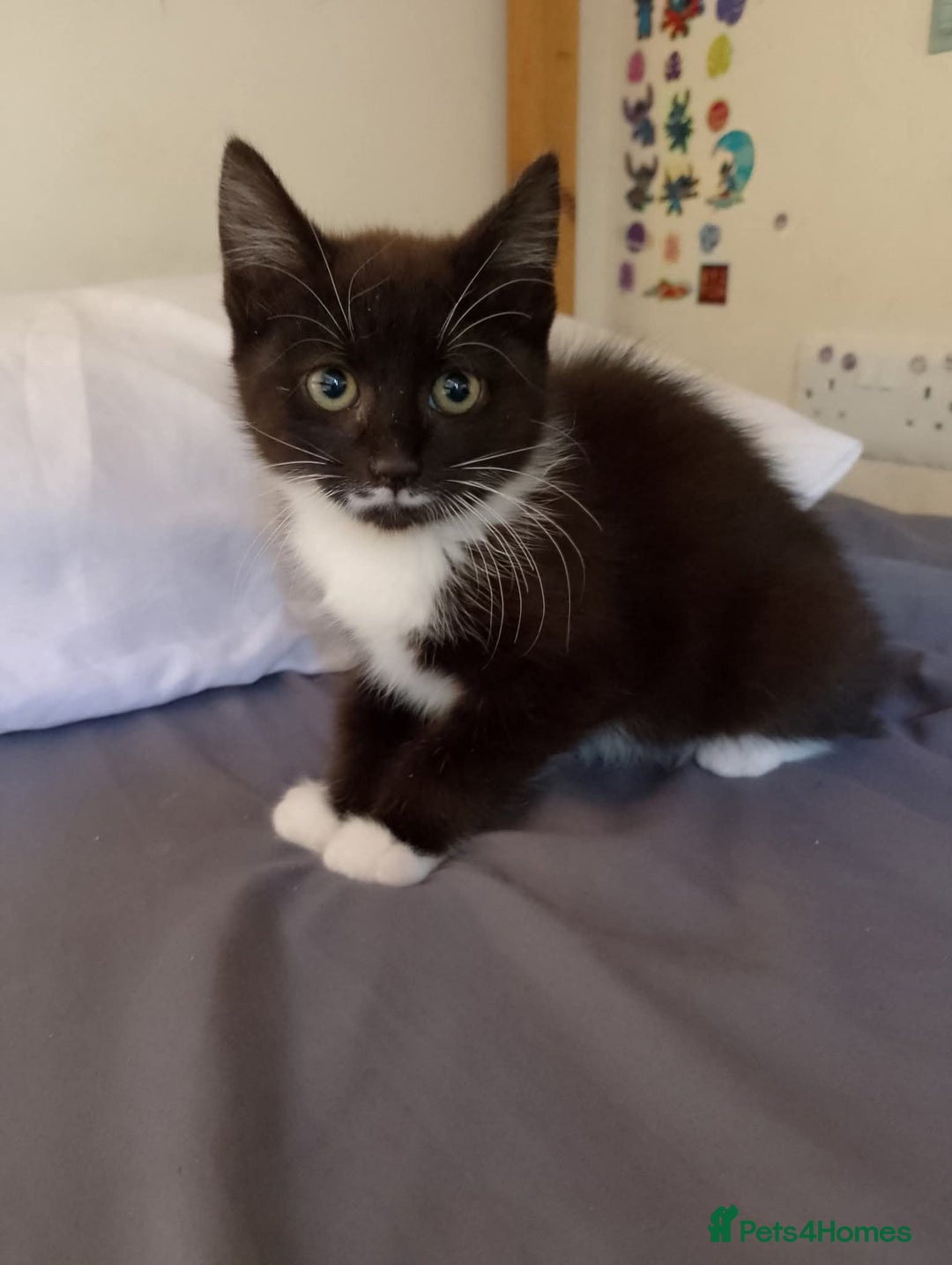 Mixed Breed cats for sale: Female kittens for sale  - Image 5