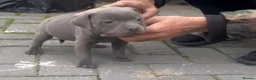 Staffordshire Bull Terrier dogs for sale: classical blue staffys - Advert 5