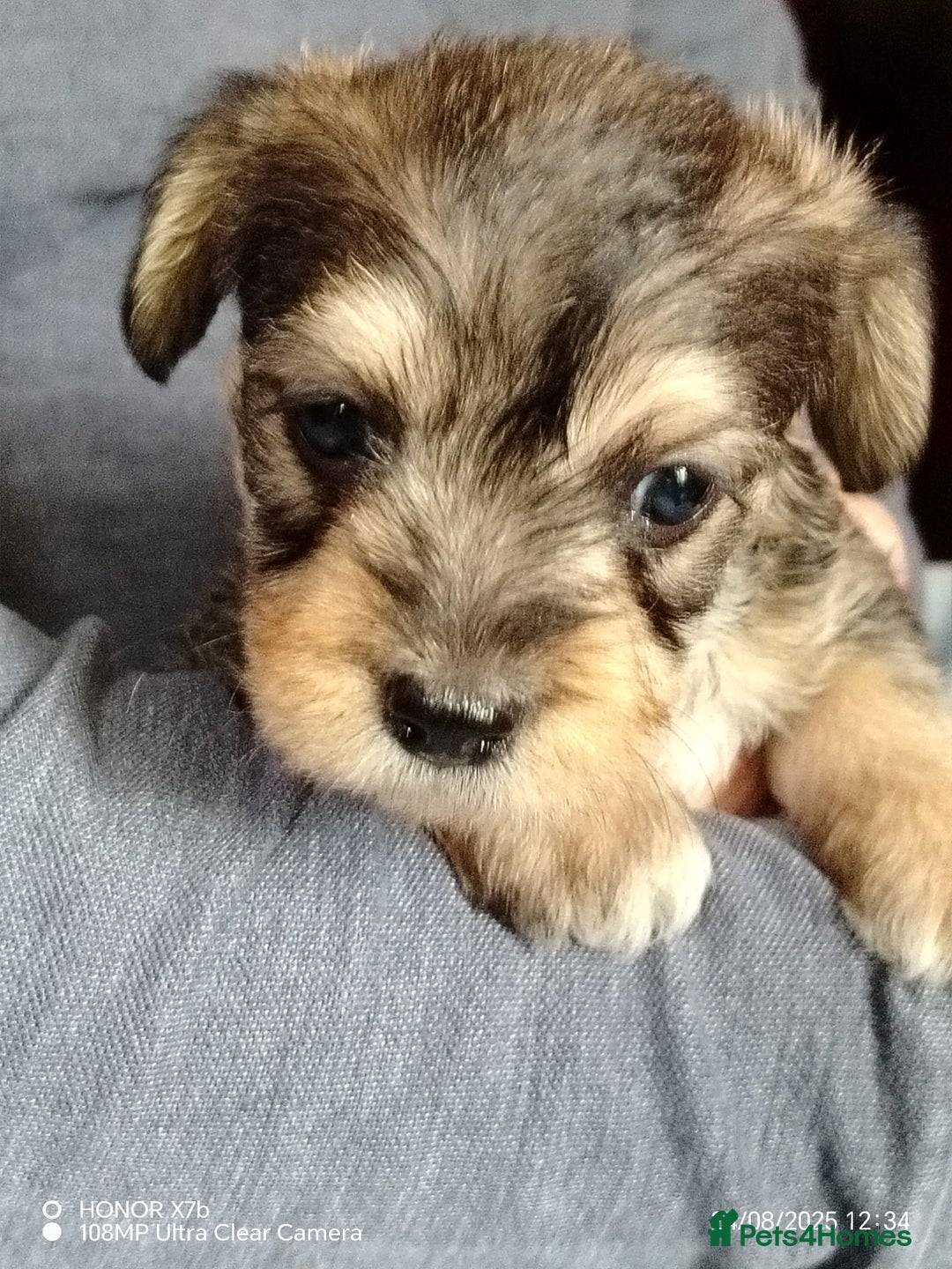Dachshund dogs for sale: Jackshound puppies  - Image 6