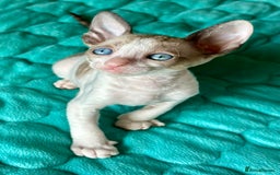 Cornish Rex cats for sale: 🌟 Pure Cornish Rex Kittens Ready for Reservation! - Image 5