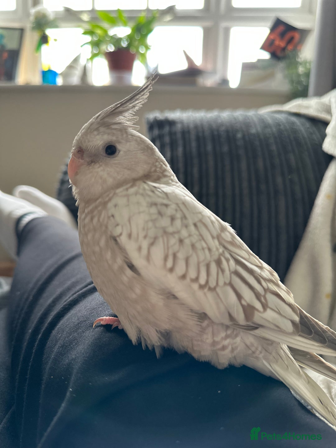 Cockatiels birds for sale: Tame Female cockatiels  - Image 2