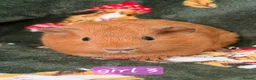 Guinea Pig rodents for sale: Young guinea pigs - Advert 11