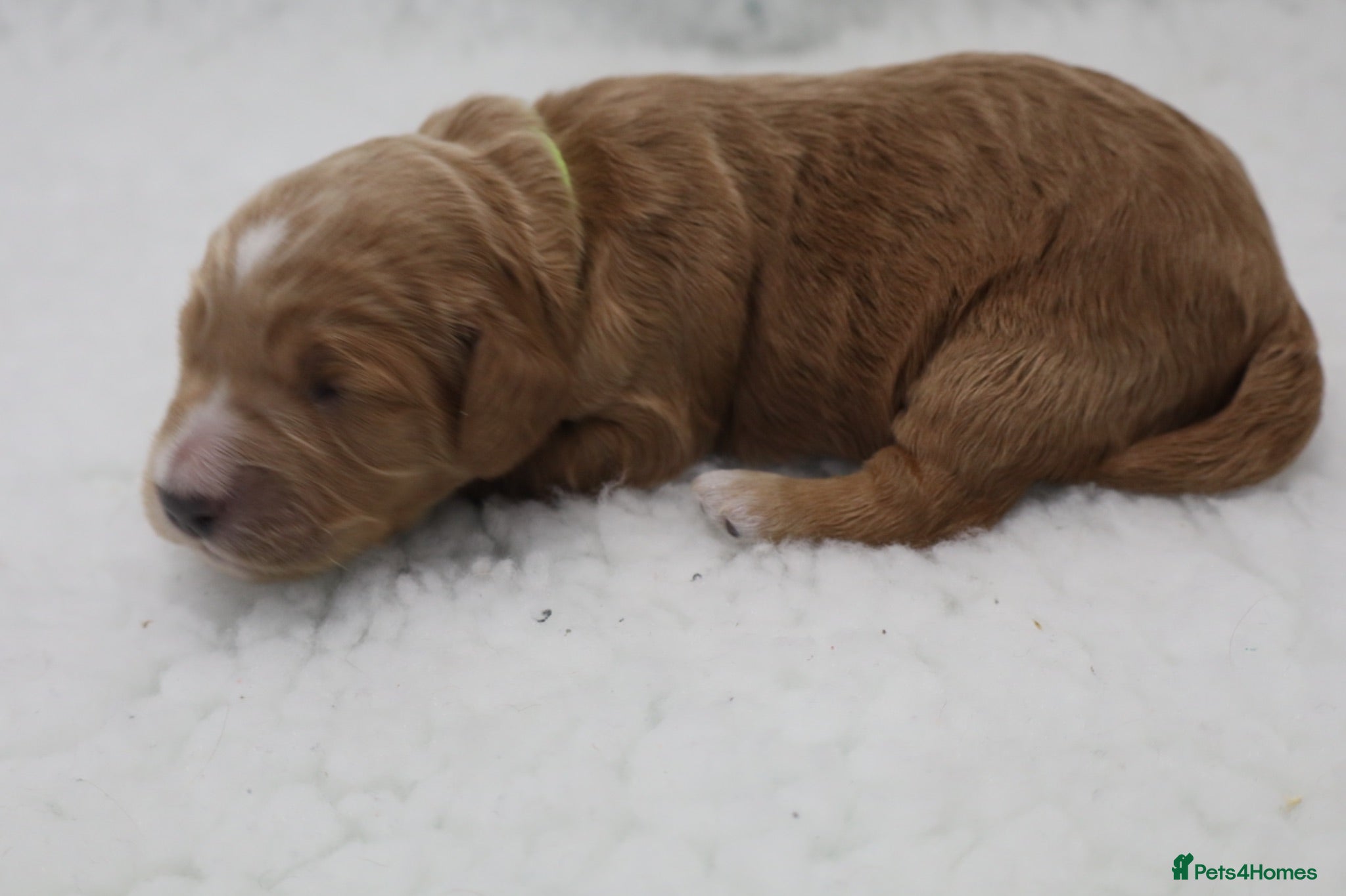Cockapoo dogs ELITE COCKAPOOS LICENSED 5* BREEDERS - Advert 2