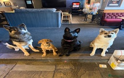 German Shepherd dogs for sale: Black GSD puppies available  - Image 1