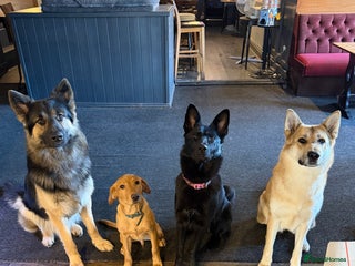 German Shepherd dogs - Advert 11