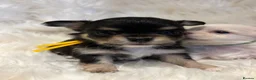 Chihuahua dogs for sale: 🐾 TINY KC registered Chihuahua puppies 🐾 - Advert 8