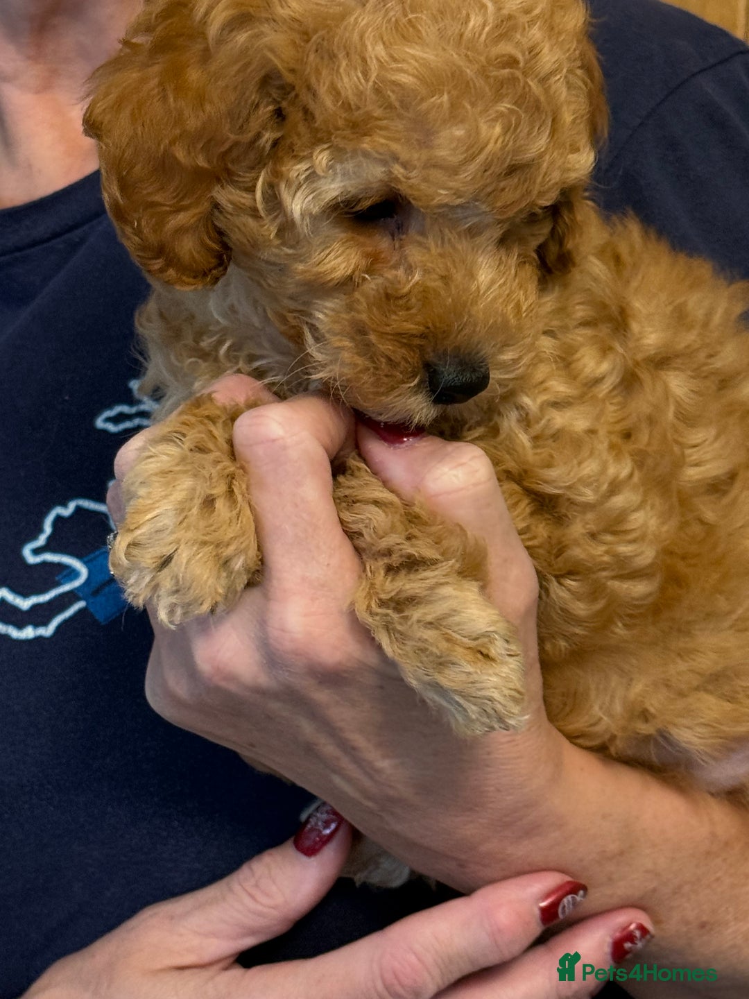 Cockapoo dogs for sale: F2Bb Cockapoo puppies  - Advert 13