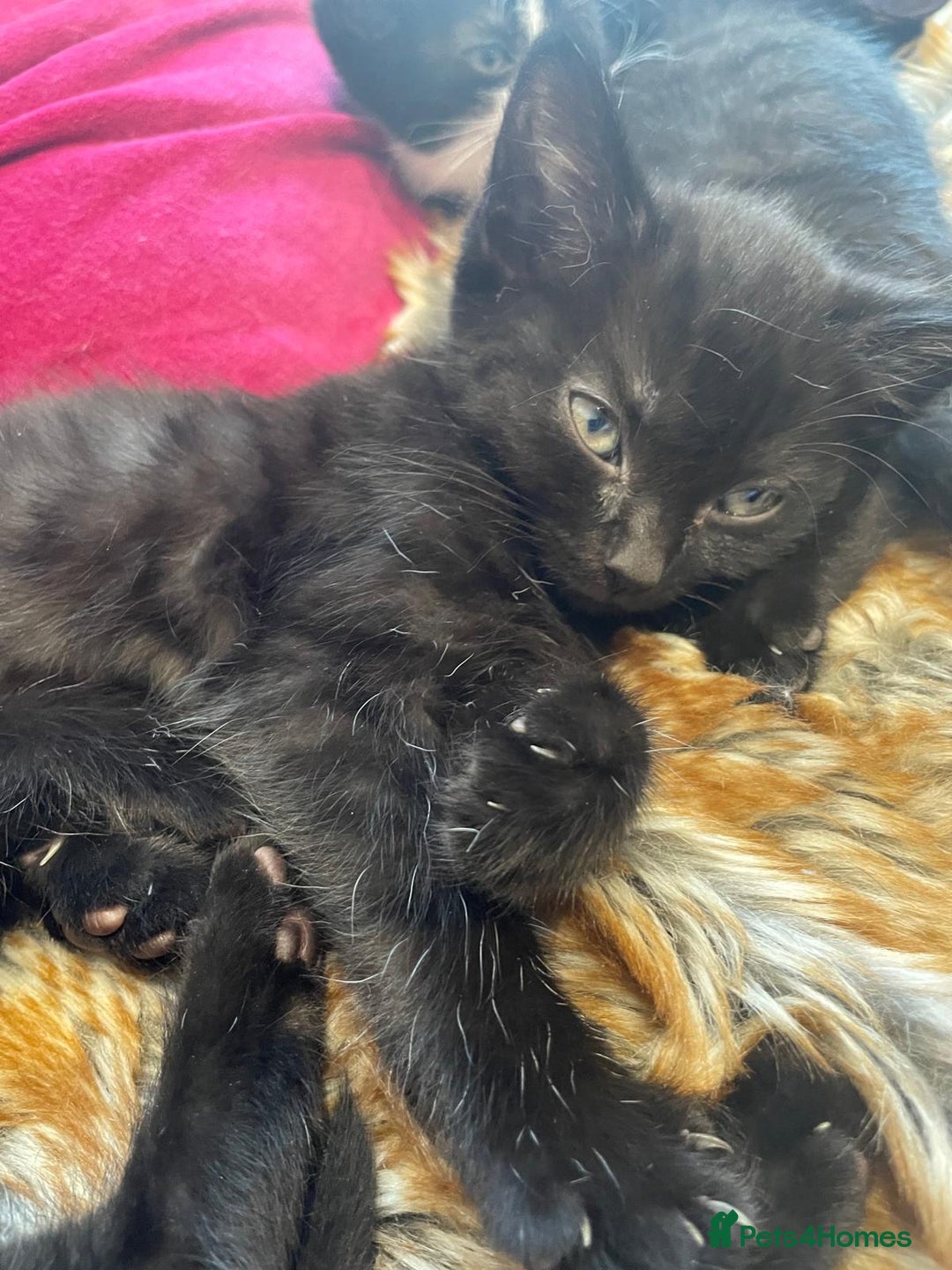 Mixed Breed cats for sale: 4 kittens available 31st Aug - Image 3
