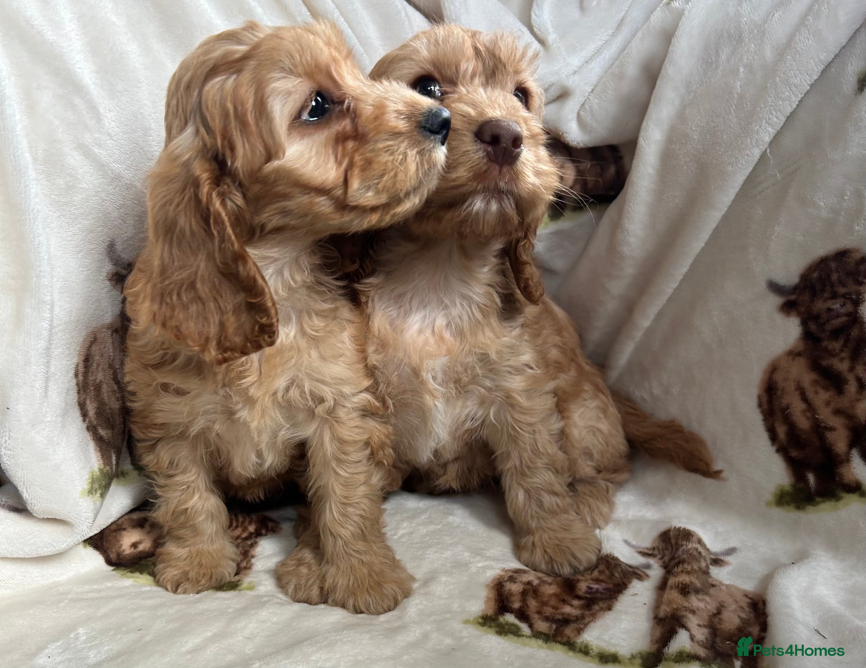 Cockapoo dogs Beautiful Red Cockerpoo Puppies - Advert 6