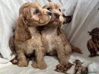 Cockapoo dogs Beautiful Red Cockerpoo Puppies - Advert 6