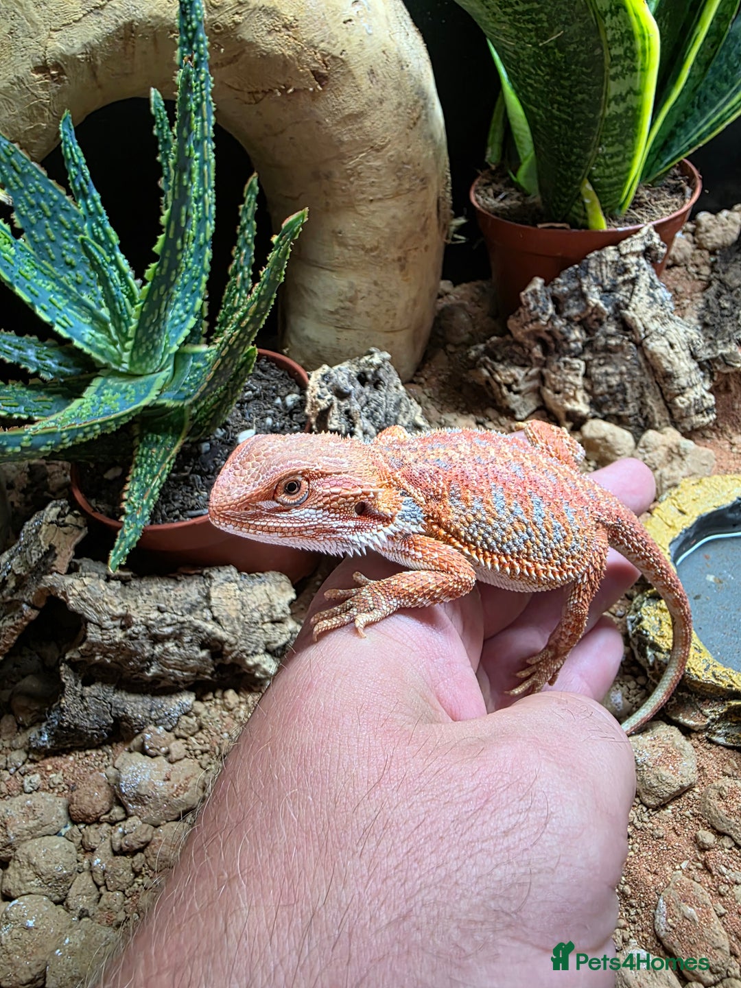Bearded Dragon reptiles for sale: Beautiful juvenile Bearded dragon and set up. - Image 7