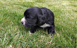 Cocker Spaniel dogs for sale: KC registered working cocker spaniel puppies. - Image 19