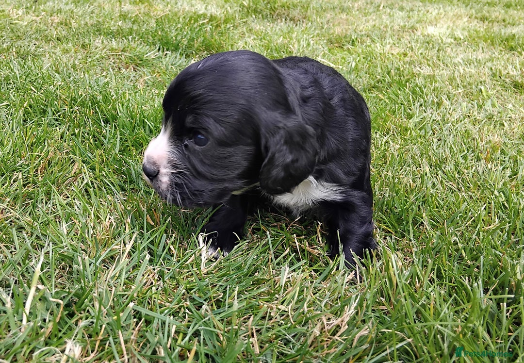 Cocker Spaniel dogs for sale: KC registered working cocker spaniel puppies. - Image 19