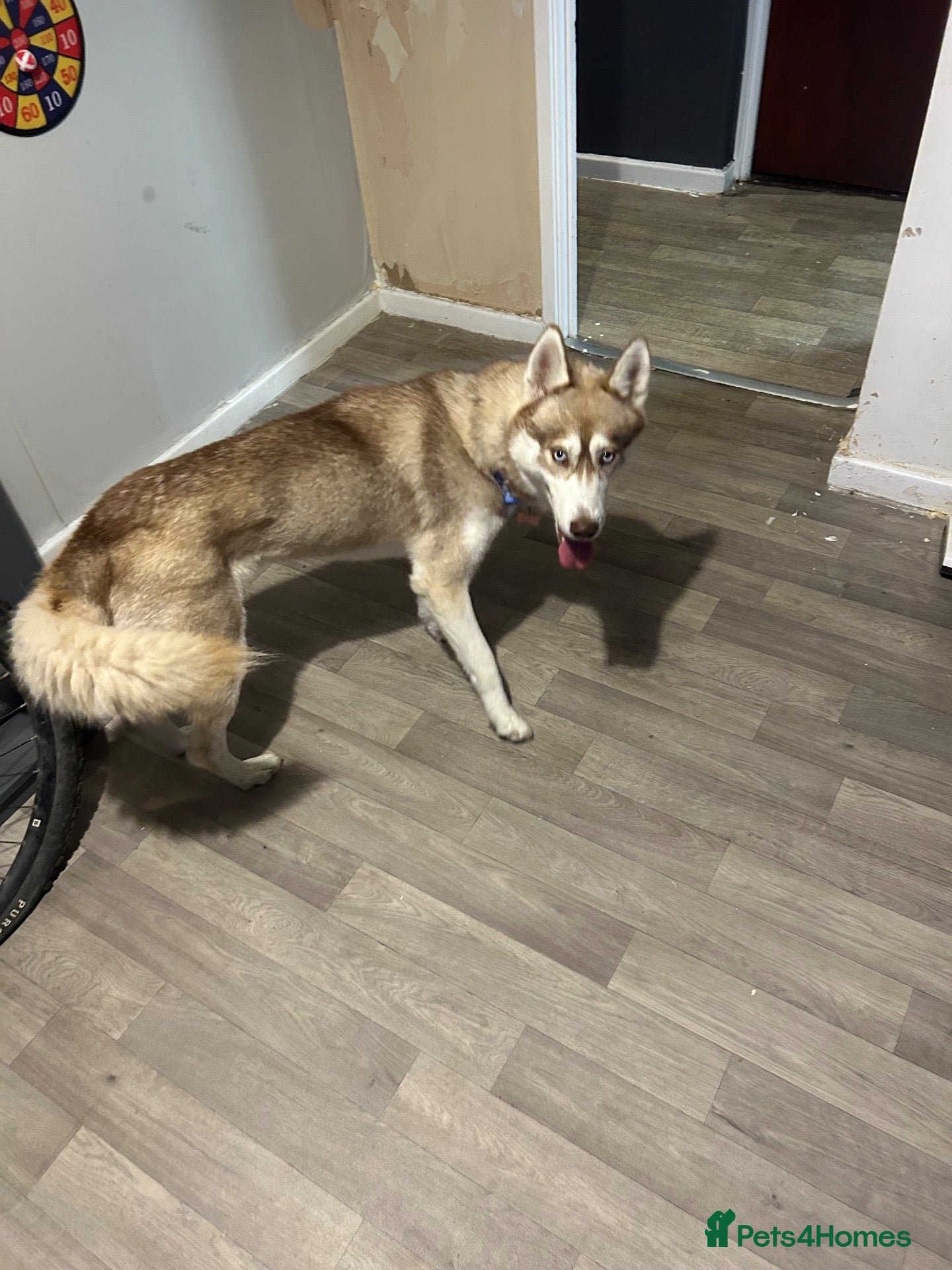 Siberian Husky dogs Beautiful girl for sale  - Advert 10