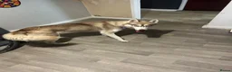 Siberian Husky dogs for sale: Beautiful girl for sale  in Chesterfield - Advert 1