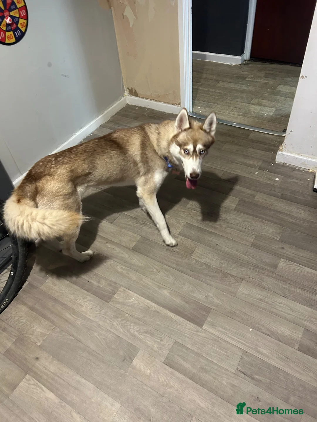 Siberian Husky dogs for sale: Beautiful girl for sale  in Chesterfield - Advert 1