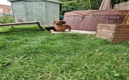 Dachshund dogs for sale: Champion sired, show quality miniature, ready now. - Image 21