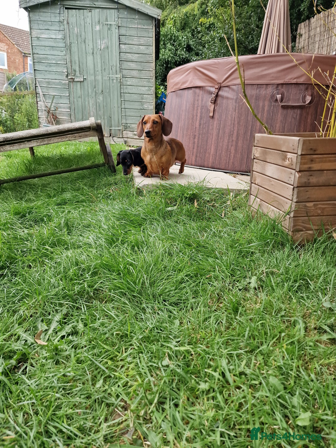 Dachshund dogs for sale: Champion sired, show quality miniature, ready now. - Image 21