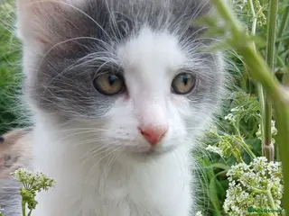 British Longhair cats for sale: READY NOW!!!! Stunning kittens - Advert 1