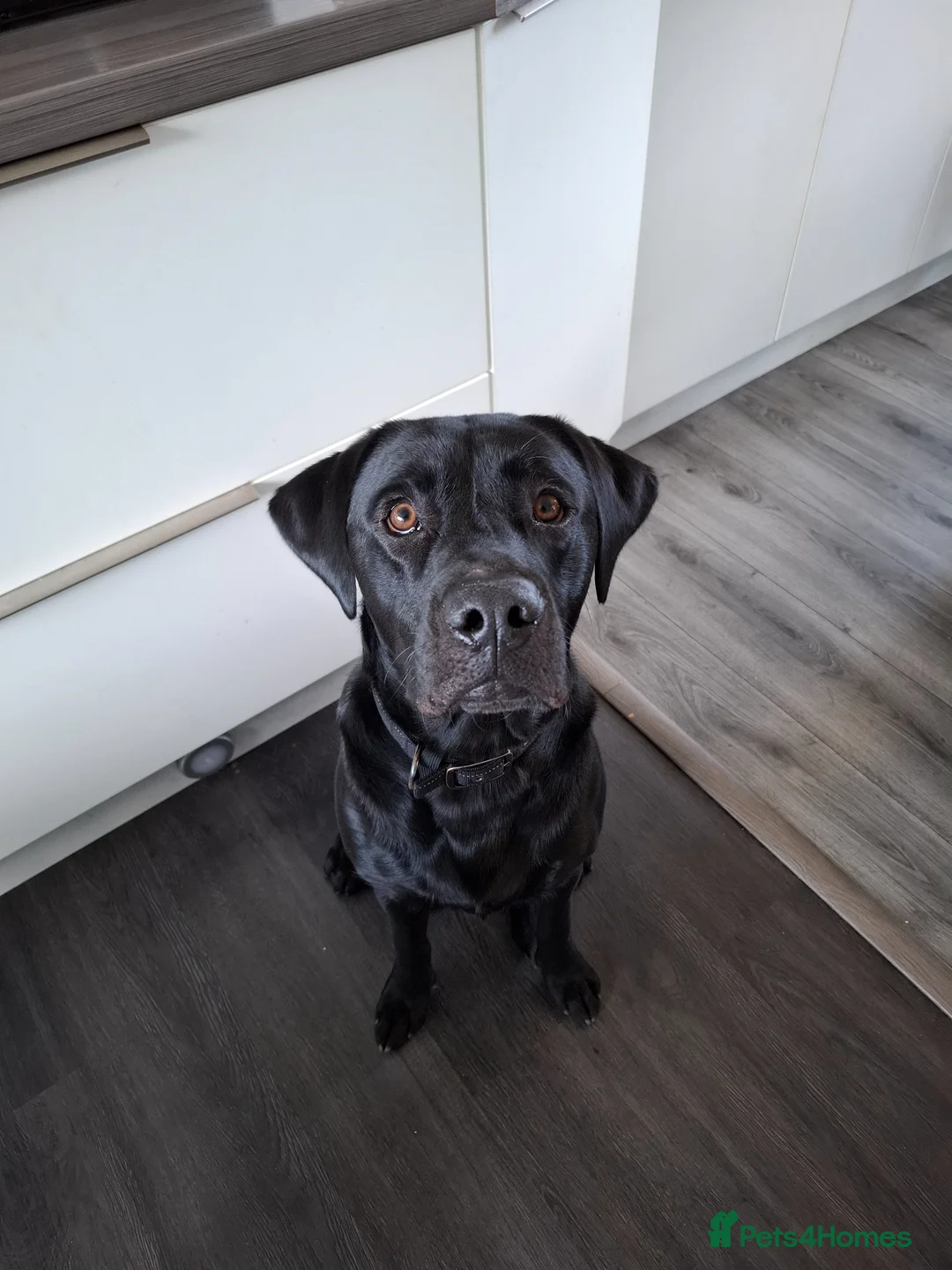 Labrador Retriever dogs for sale: Snoop - Advert 4