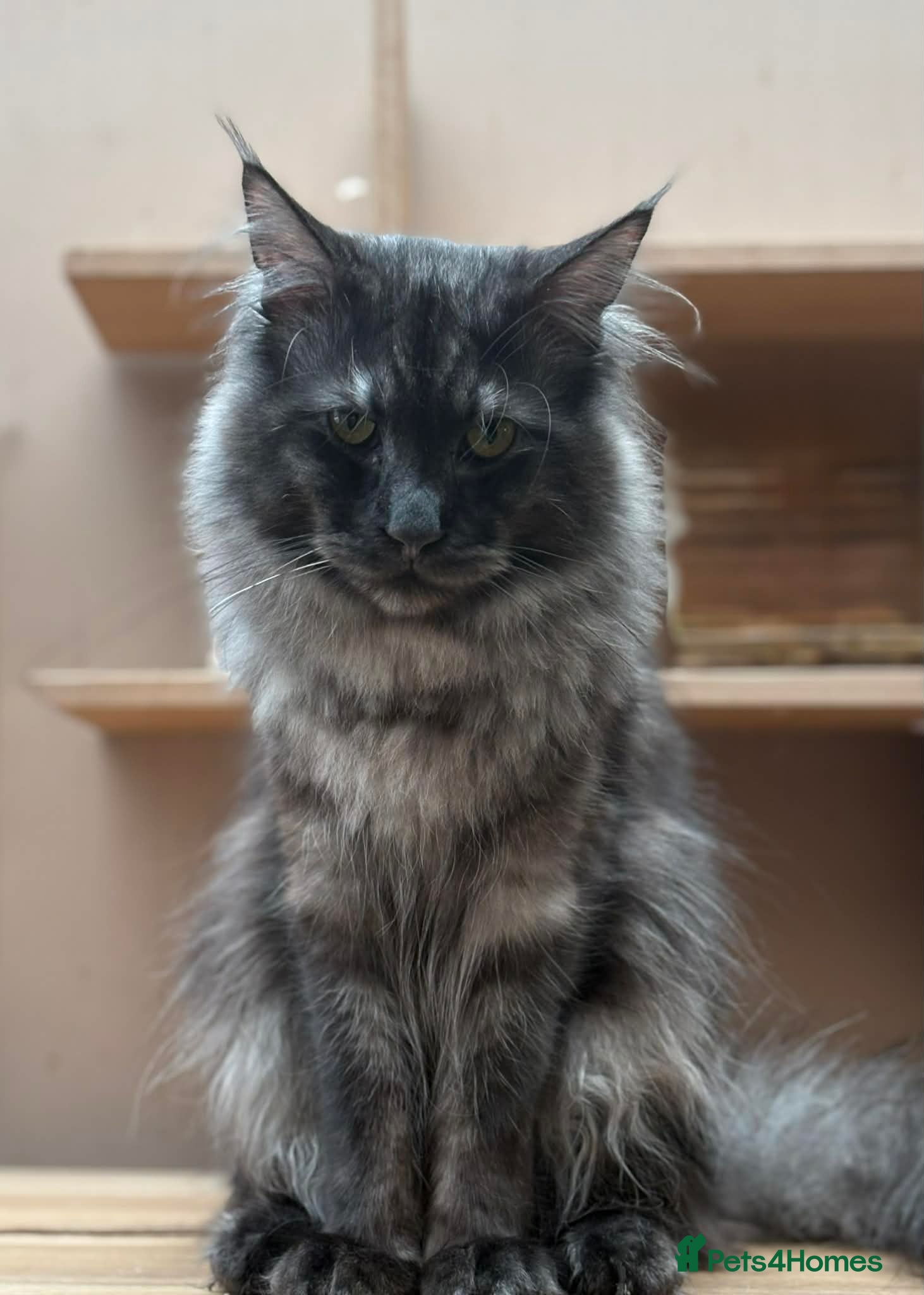 Maine Coon cats 4 Stunning pure Maine Coon Kittens - Advert 2