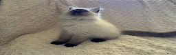 Ragdoll cats for sale: Stunning Ragdoll kittens - Advert 26