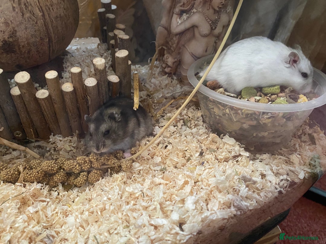 Hamster rodents for sale: Russian dwarf hamsters - Image 6