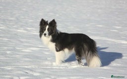 Border Collie dogs for sale: WINNING CRUFTS COMPETITORS. KC REG, HEALTH TESTED - Image 18
