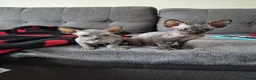 Sphynx cats for sale: Canadian sphynx kittens looking for home - Advert 11