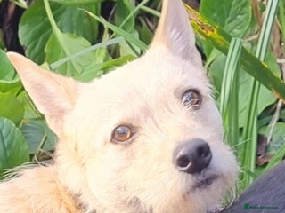 Mixed Breed dogs in Norwich - Advert 33