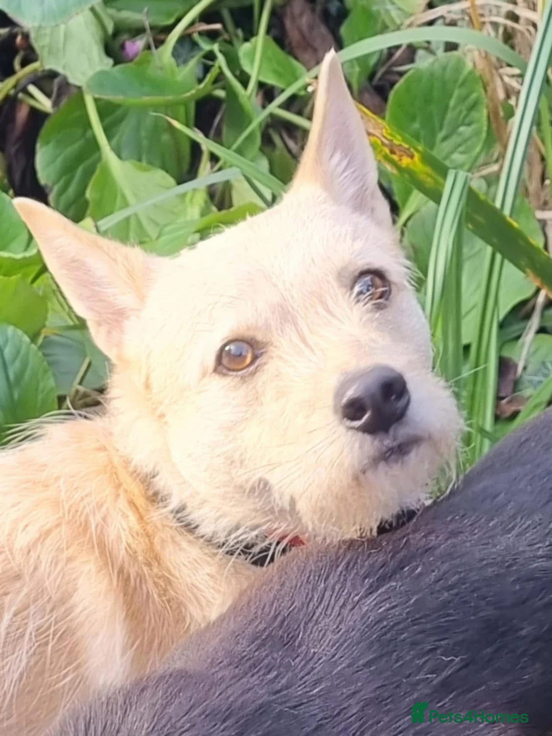 Mixed Breed dogs for adoption: Val - Norwich Norfolk  in Norwich - Advert 1