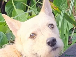 Mixed Breed dogs Val - Norwich Norfolk in Norwich - Advert 11