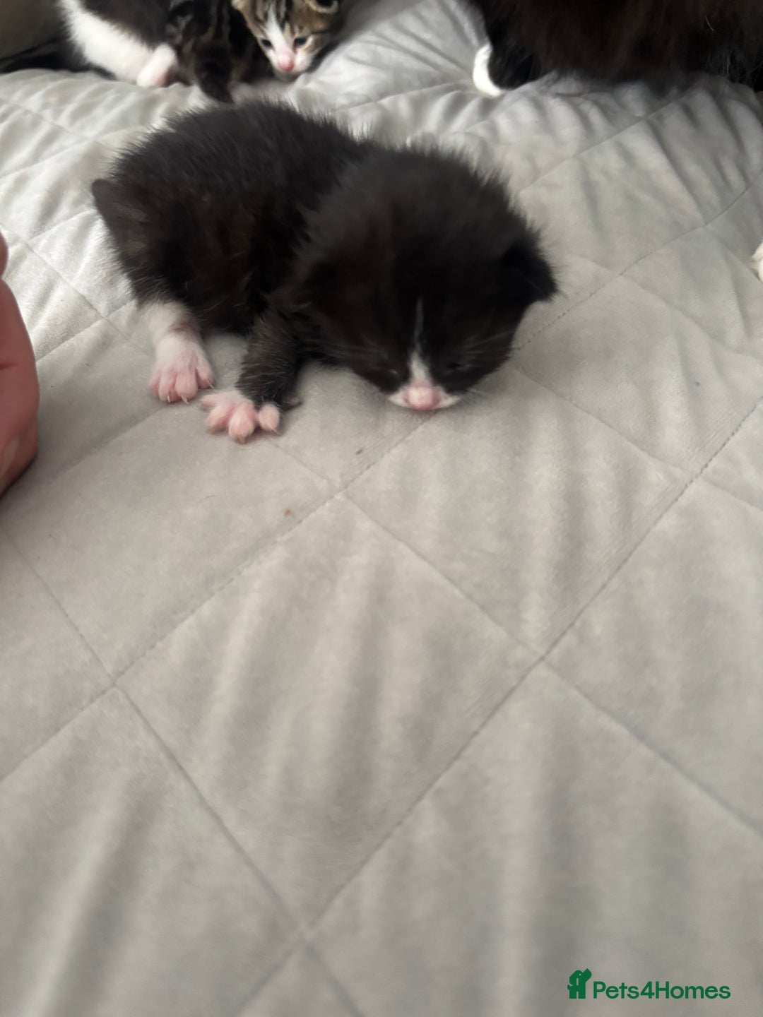 Mixed Breed cats for sale: Mixed breed kittens  - Image 4