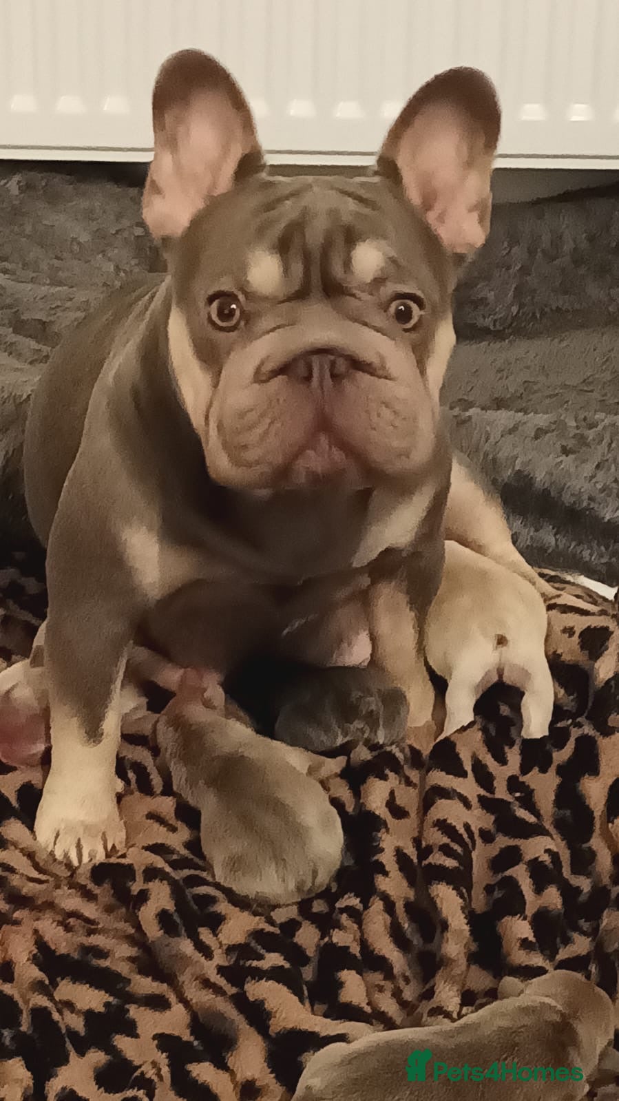 French Bulldog dogs French bulldog puppies  - Advert 1