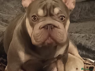 French Bulldog dogs French bulldog puppies - Advert 2