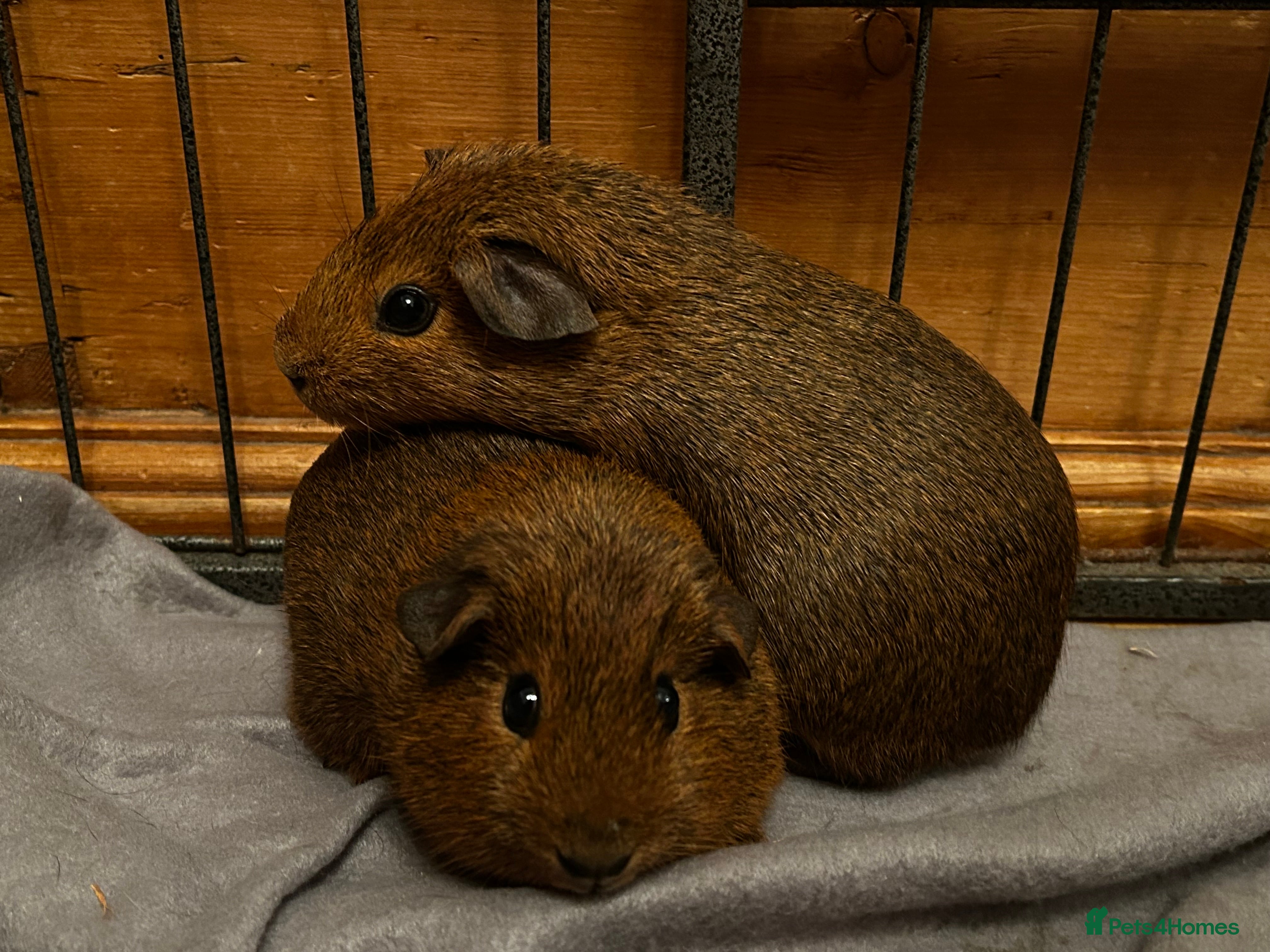 Guinea Pig rodents Guinea pigs babies looking for their forever homes - Advert 1