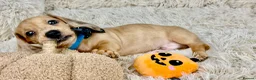 Dachshund dogs for sale: HIGH QUALITY MINIATURE DACHSHUND PUPPIES - Advert 40