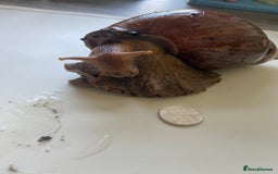 Snails invertebrates for sale: caramel giant african land snails - Image 3