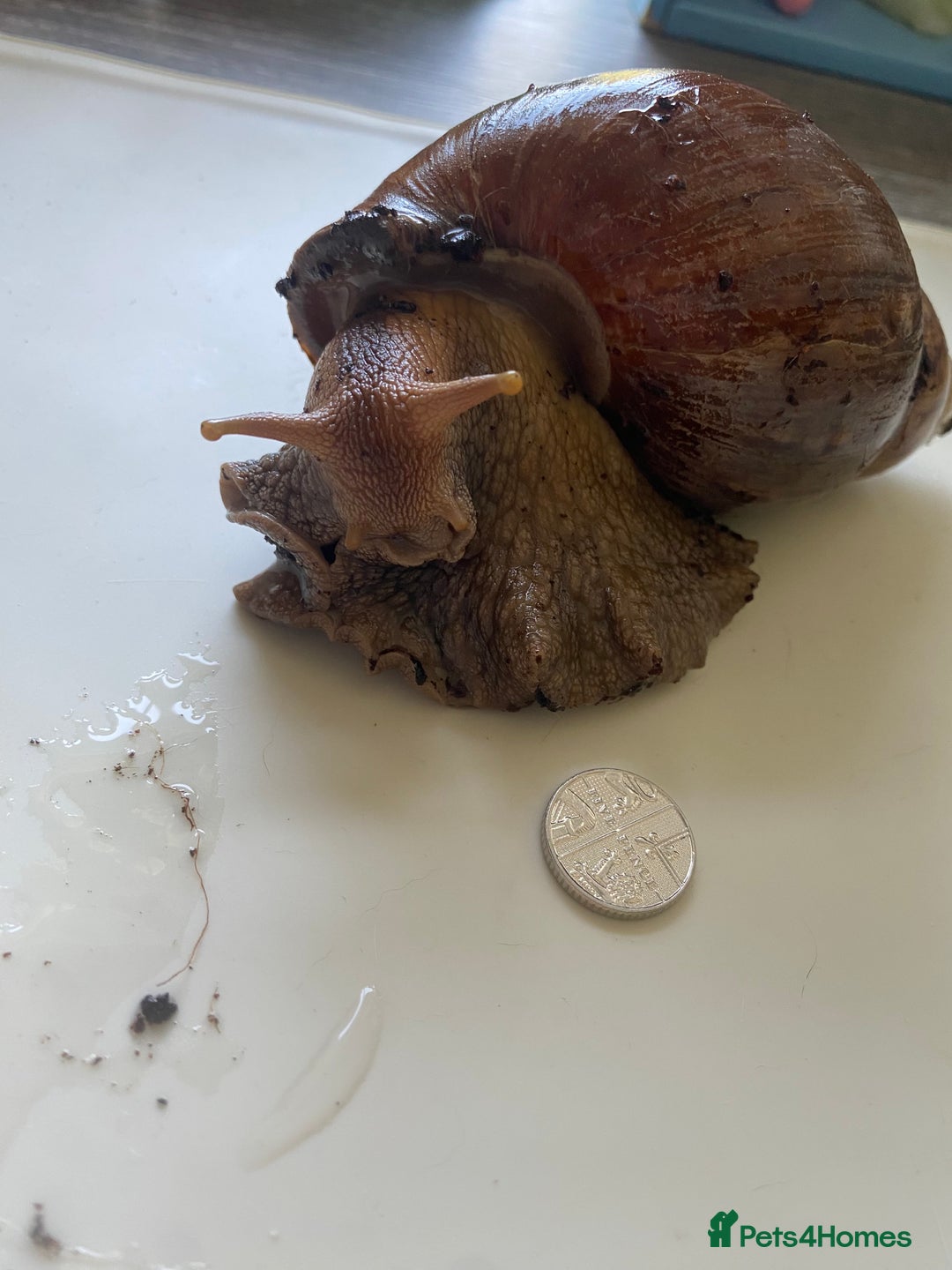 Snails invertebrates for sale: caramel giant african land snails - Image 3