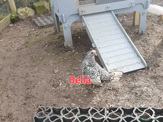 Chickens poultry Bantams & sebrights - Advert 1