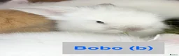Lionhead rabbits for sale: Double Maned Lionheads Babies - Advert 11