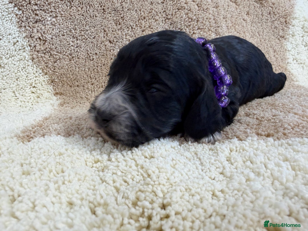 Cockapoo dogs for sale: F1 mini cockapoos health tested parents  - Advert 9