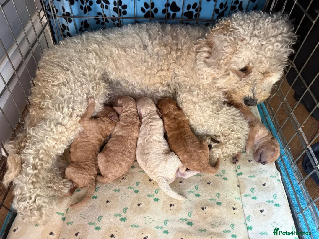 Cavapoo dogs for sale: Beautiful Cavapoo puppies  - Advert 2