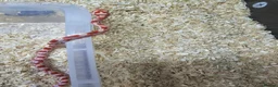 Corn Snake reptiles for sale: Corn snake  in Leicester - Advert 14