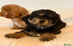 Cockapoo dogs for sale: F1 Cockerpoo Puppies  - Image 5