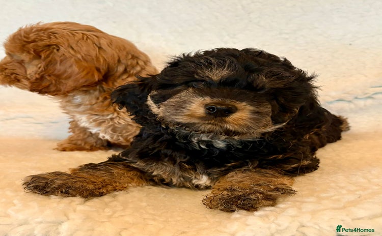 Cockapoo dogs - Advert 4