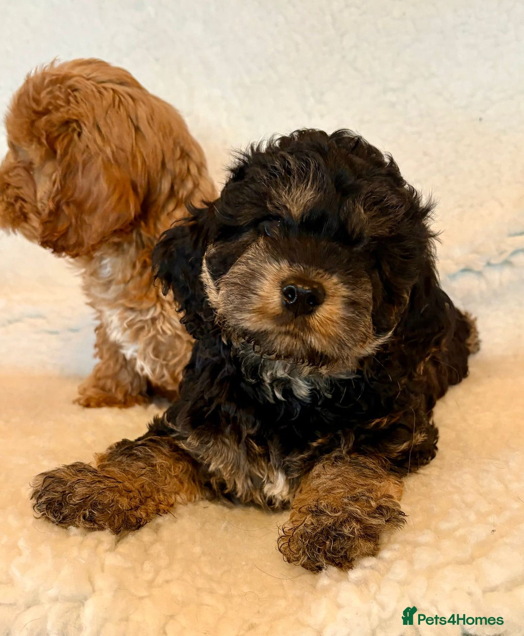 Cockapoo dogs for sale: F1 Cockerpoo Puppies  - Image 5