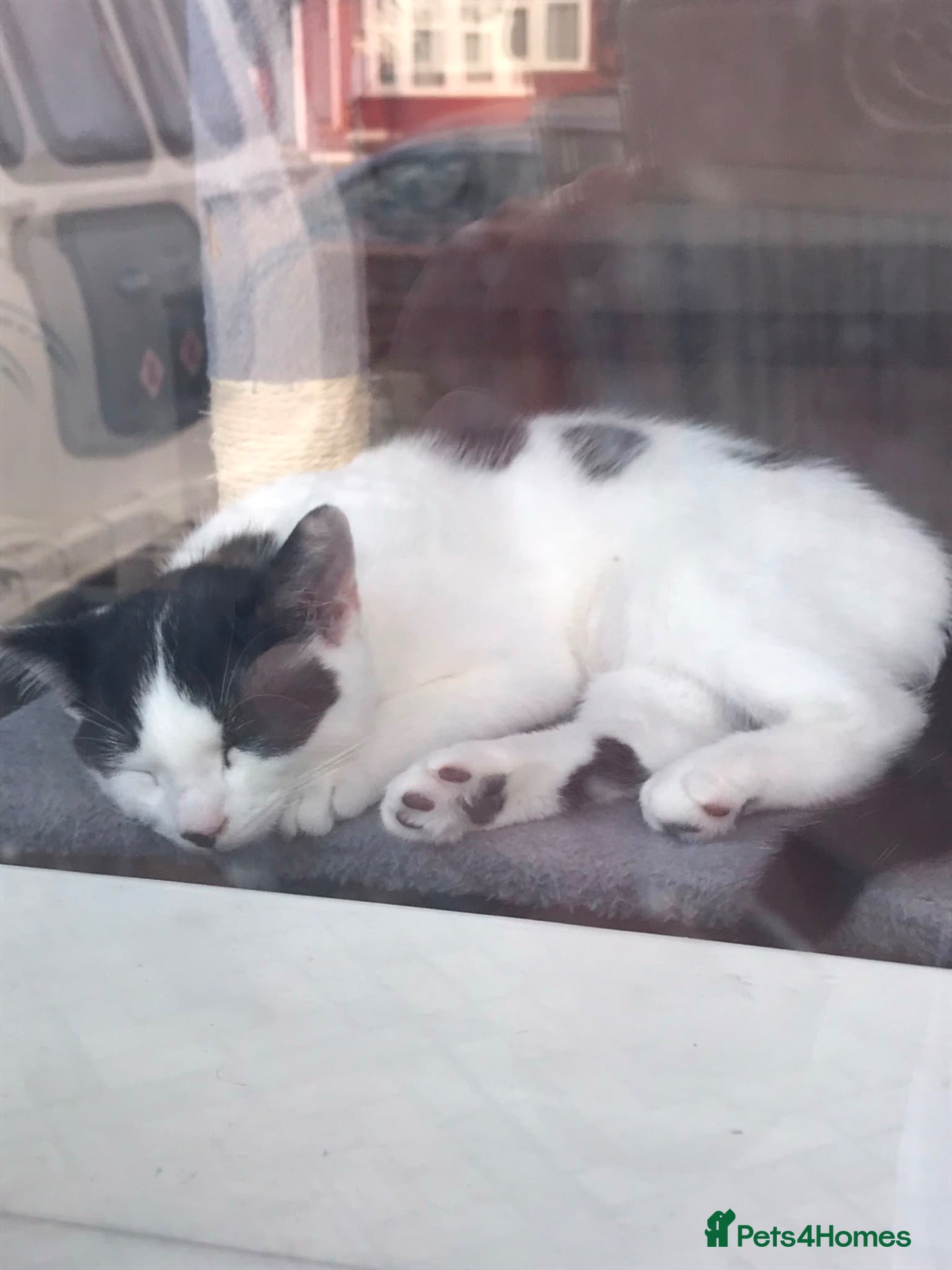 Domestic Shorthair cats 2 adorable kittens,comes with everything u need  - Advert 1